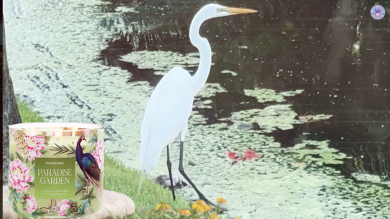 vlcsnap-2025-05-08-08h05m11s721